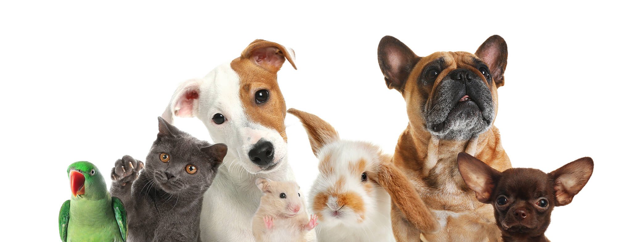 Group of cute pets on white background. Banner design group of animals