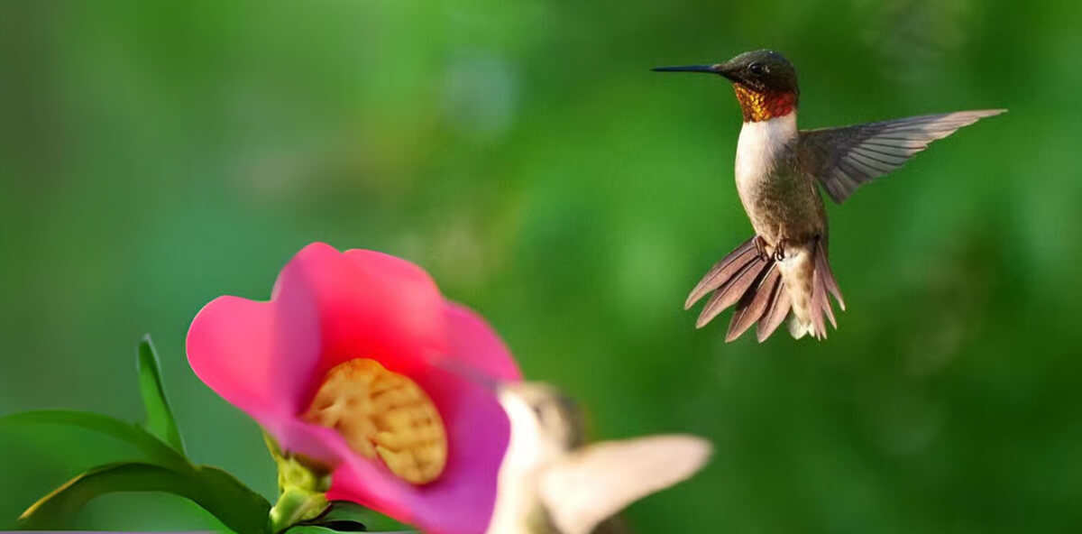 Hummingbird at Feeder
