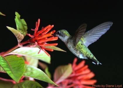 hummingbird