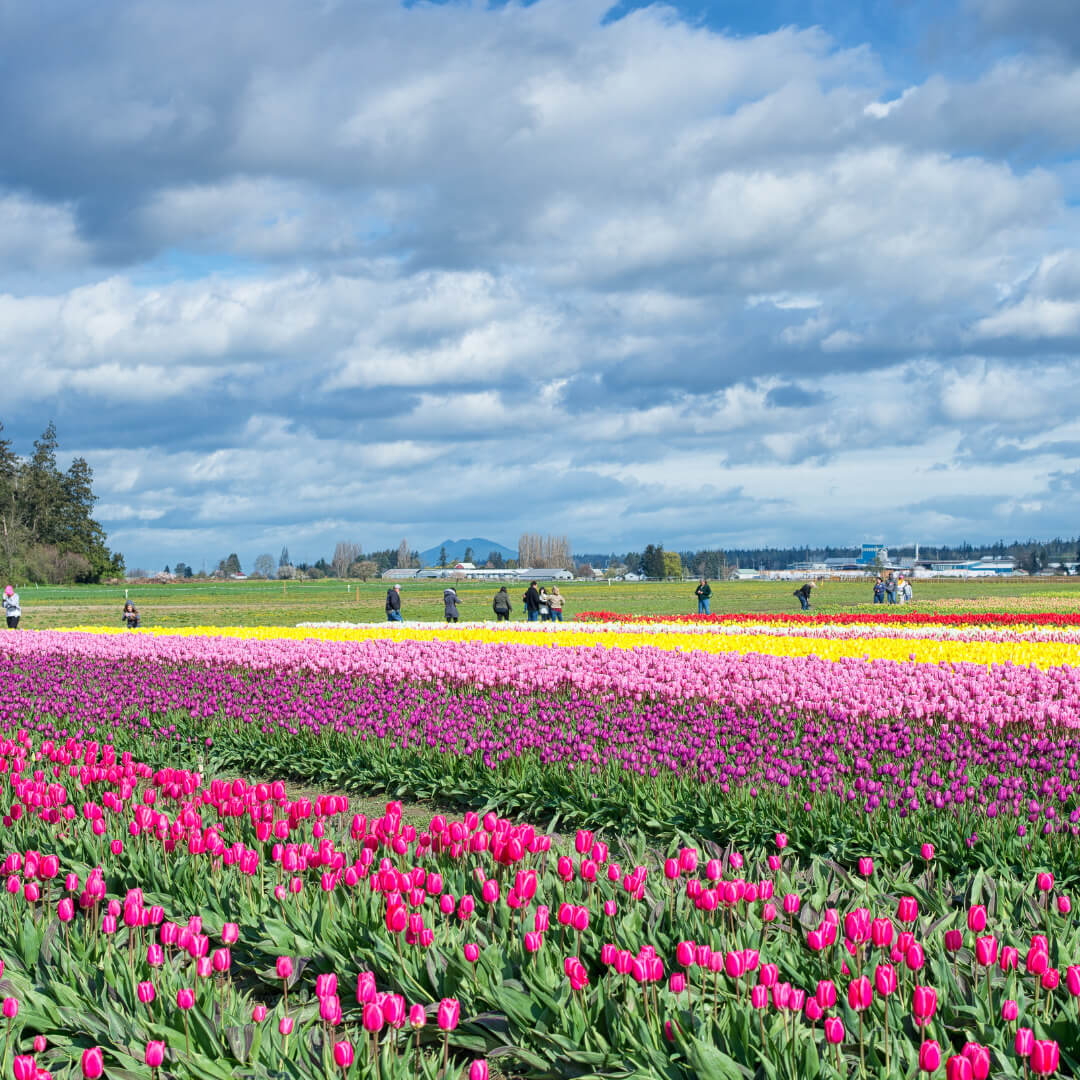 Visit Burlington Website