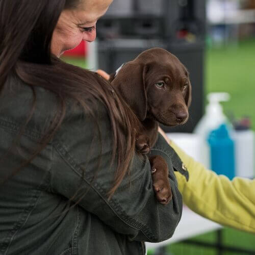 Pets participating in the Berry Dairy Days Pet Fashion Show in Burlington WA