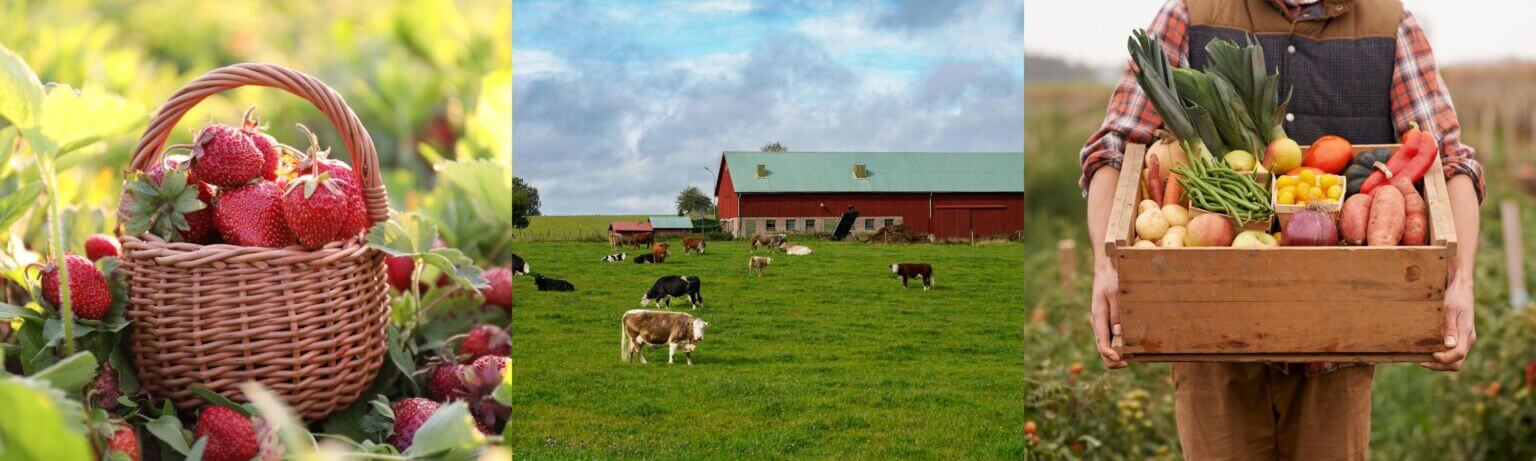 Strawberries, dairy cows, and fresh produce representing local farms in Skagit Valley near Burlington, WA