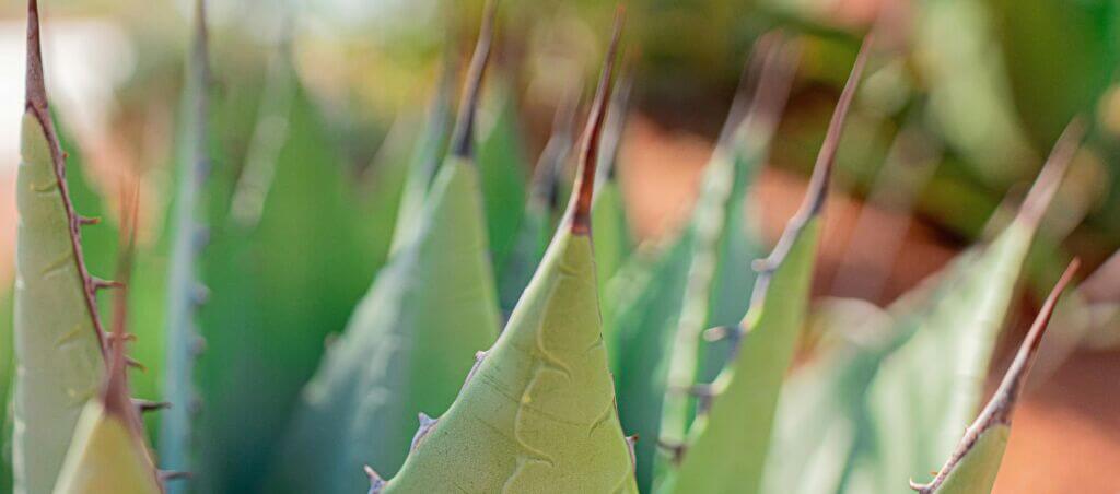 Agave Banner Agave