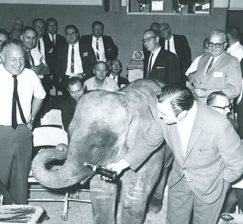 Elephant-in-the-crowd Elephant-in-the-crowd