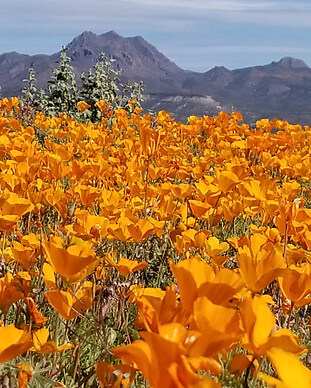 Poppy Festival