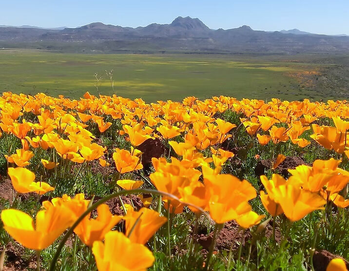 gold poppies