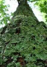 moss on tree