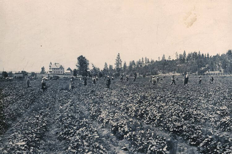 strawberry field