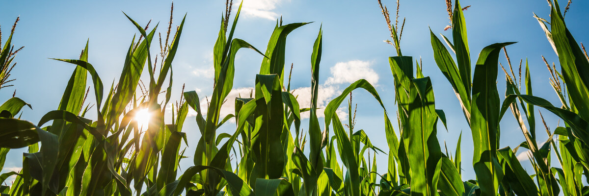 corn and sunlight