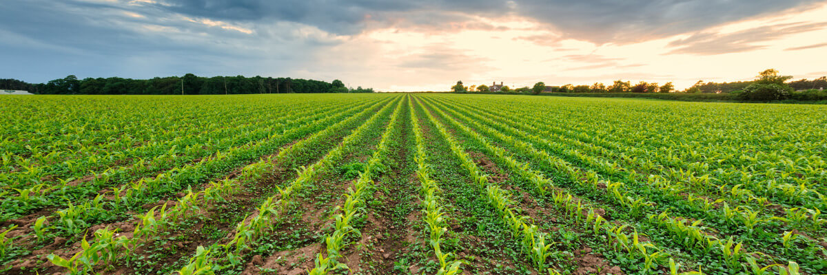 crops growing