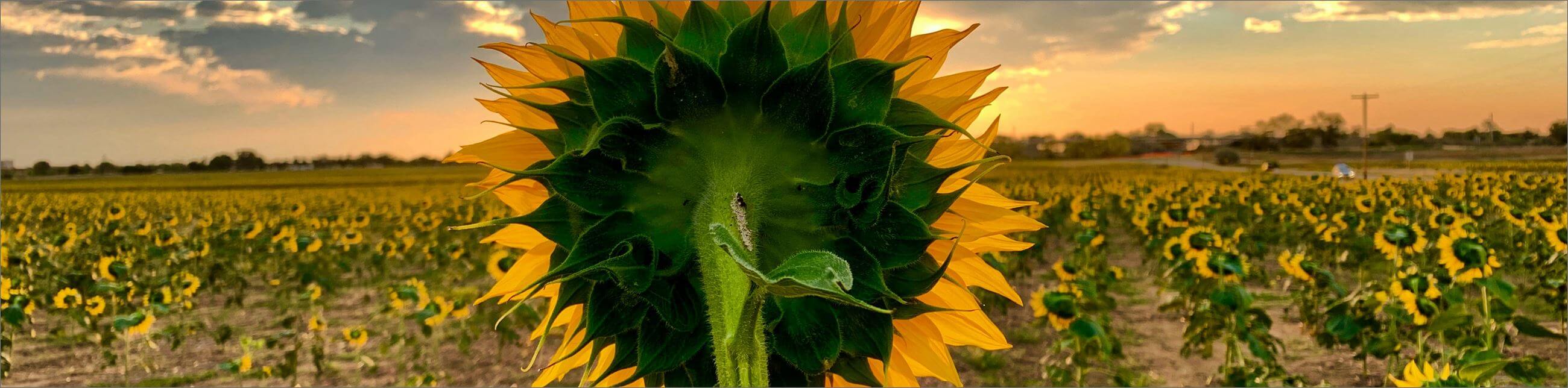 sunflower looking over a field of sunflowers