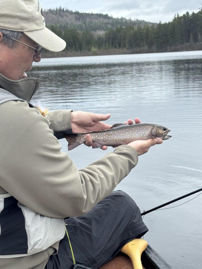 A brook trout caught on a fly in a mountain pond. North Country Angler photo.