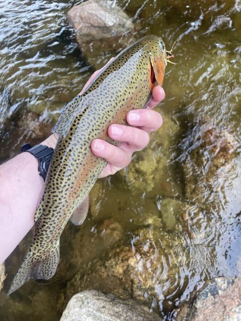 A rainbow trout caught in a Mt Washington Valley River