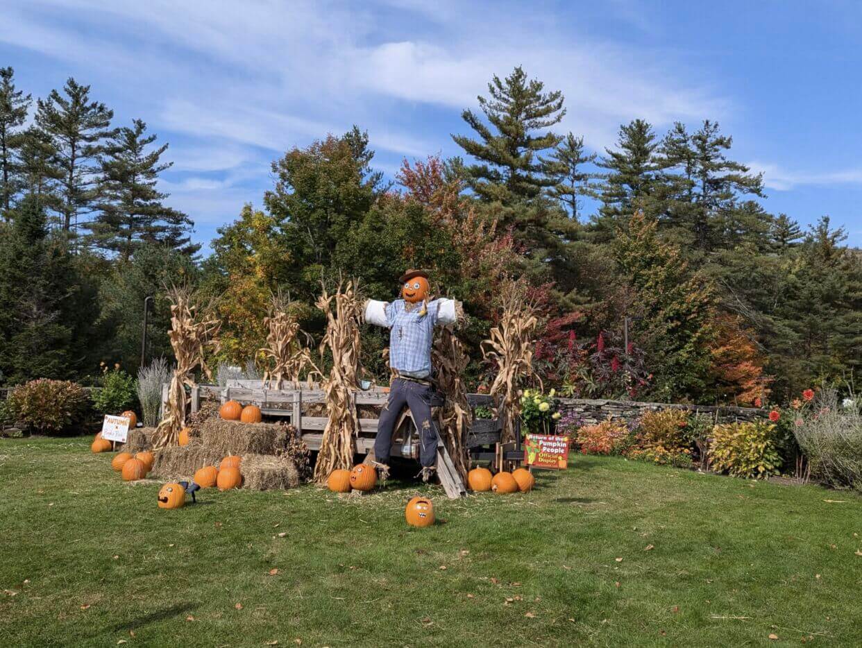 A pumpkin scarecrow in fall with pumpkins surrounding it.
