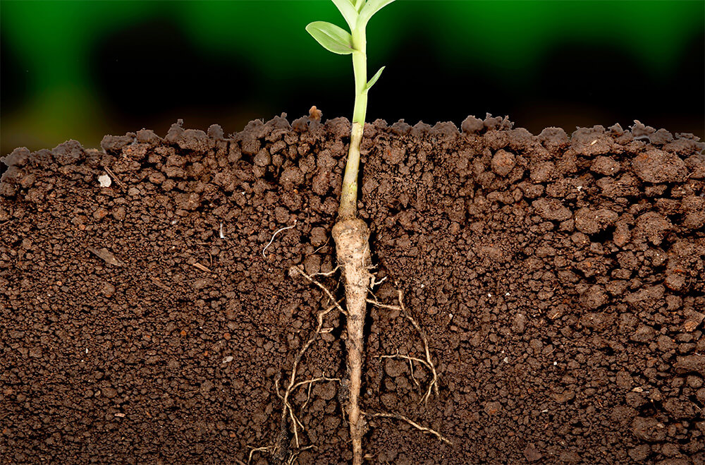Taproot