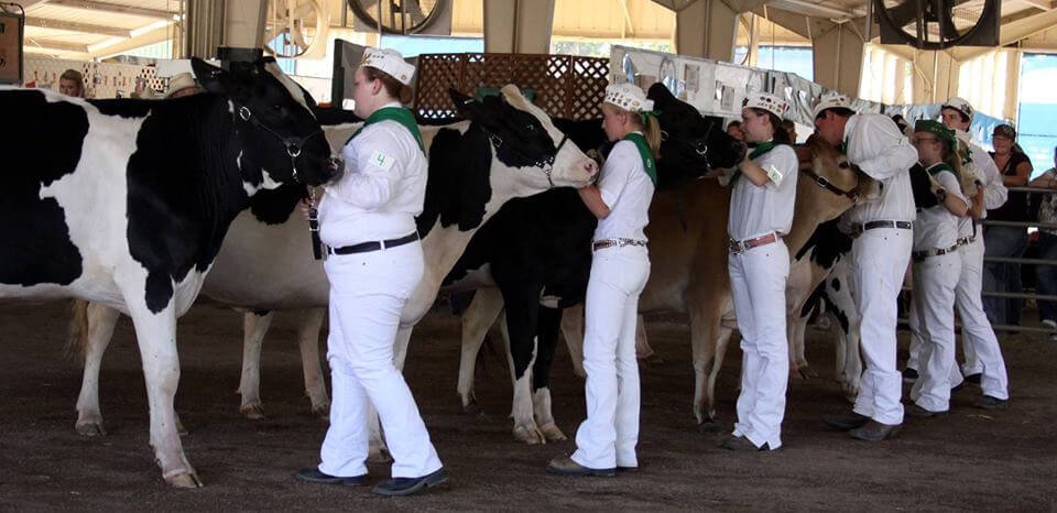 students showing cows