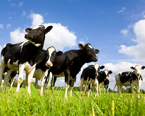 cows in field