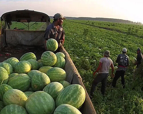 Watermelon Harvest