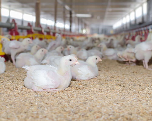 baby chicks in poultry barn