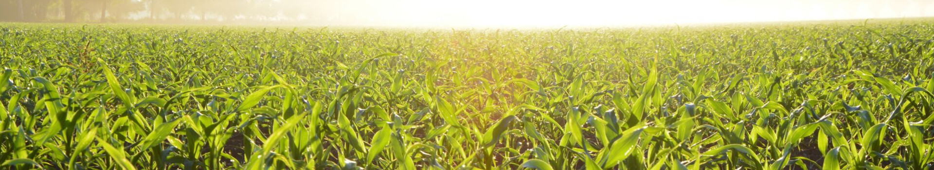 Corn Field