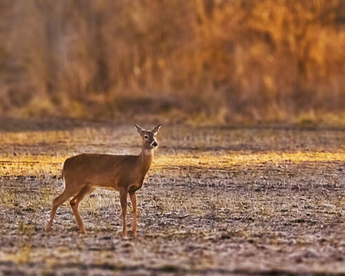 deer in field