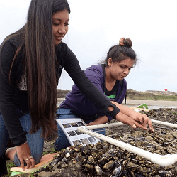 people working with mollusks