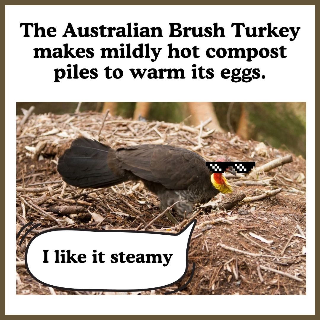 Austrailian brush turkeys build compost piles fro their eggs.