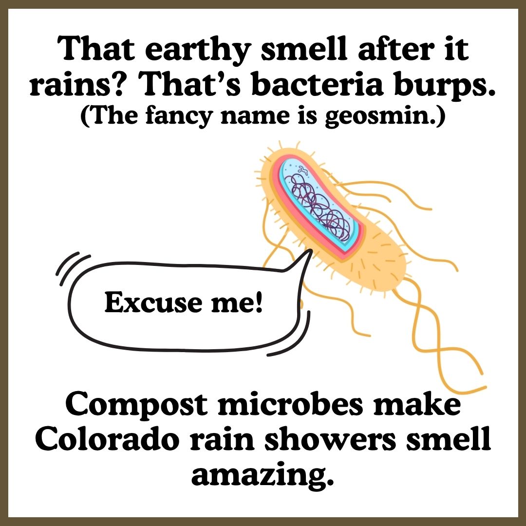 The earthy smell after it rains is from the Geosmin bacteria