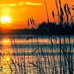 Lake and reeds