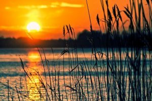 Lake and reeds