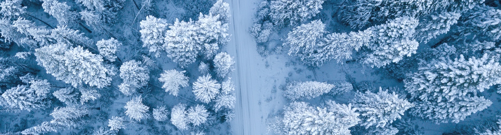 snowy trees