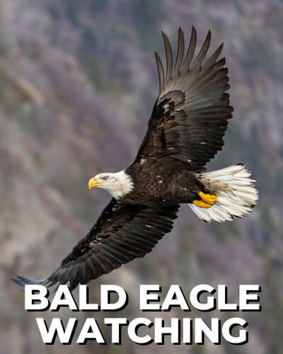 Bald Eagle Watching
