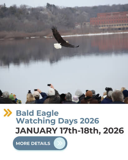 Bald Eagle Watching Days