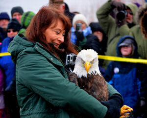 bald eagle release