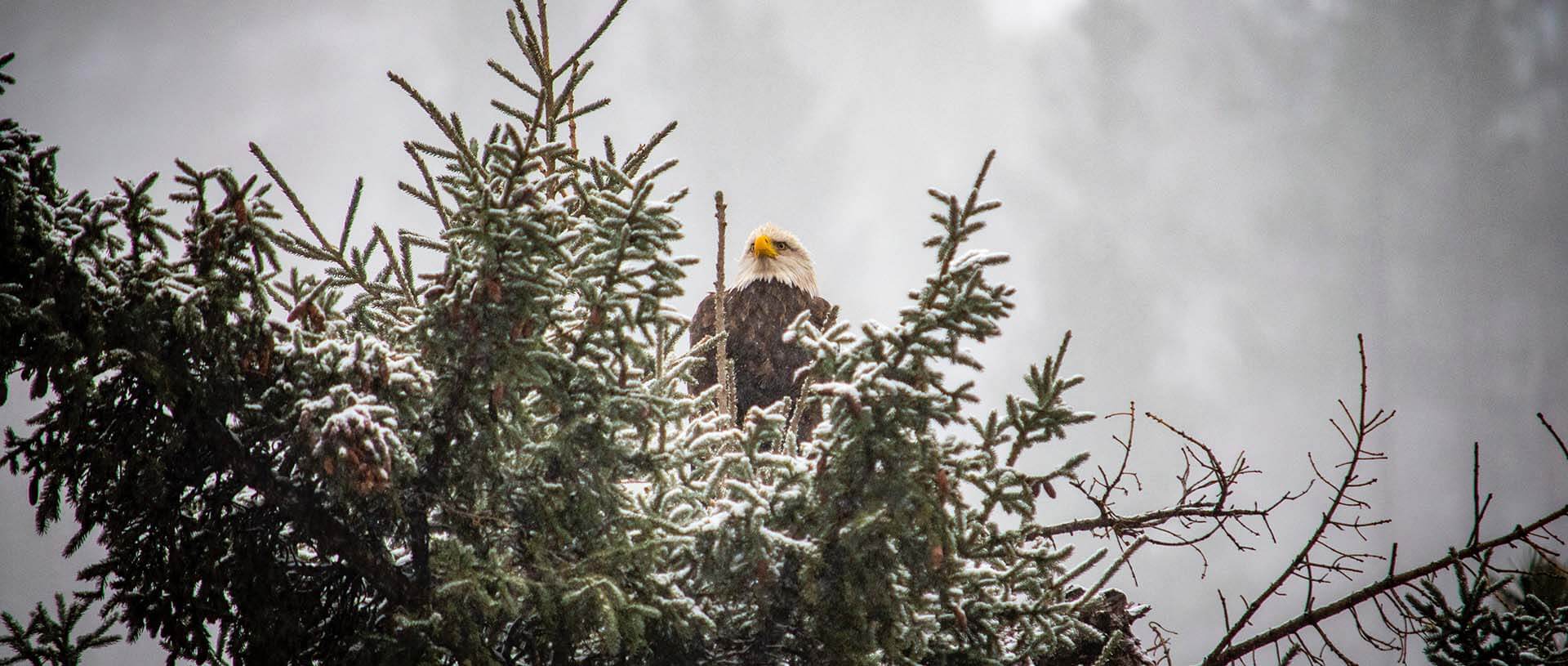 eagle in nest