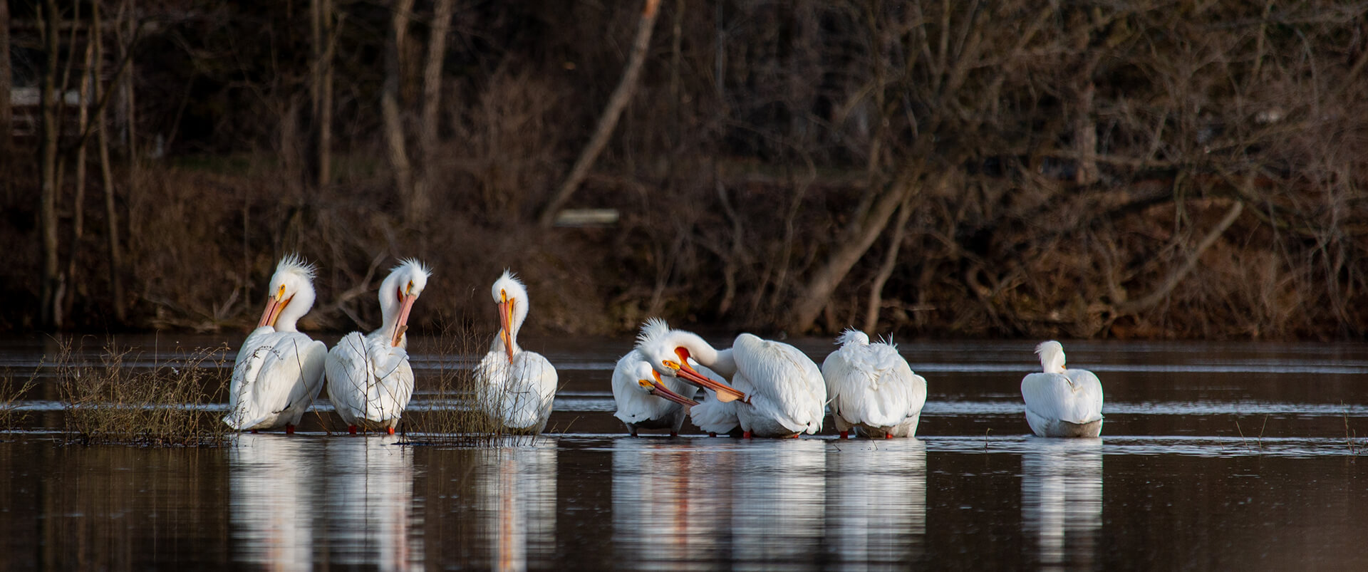Pelicans