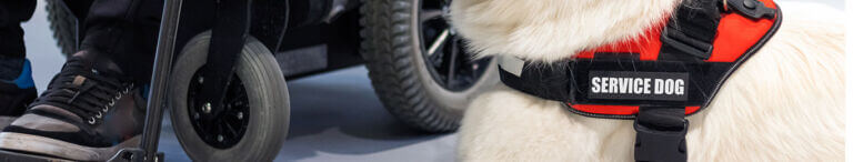 service dog in front of a wheelchair
