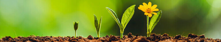 spring flowers growing