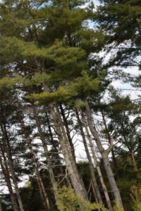 MCCCclassic-068 Large