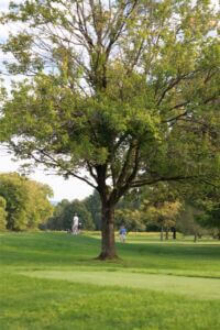 MCCCclassic-081 Large