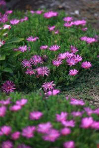 MCCCclassic-167 Large