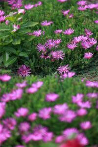 MCCCclassic-168 Large