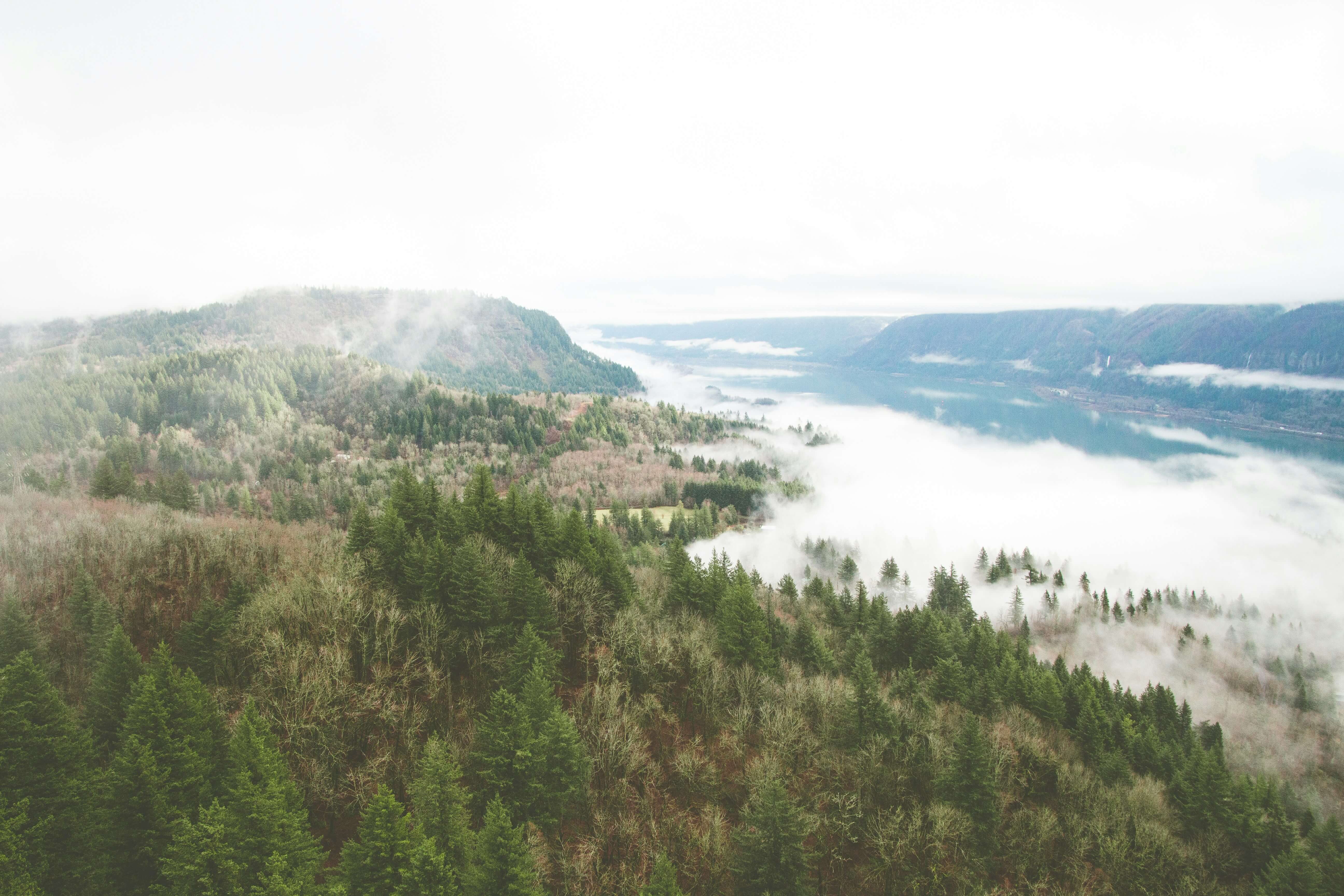 aerial forests and fog