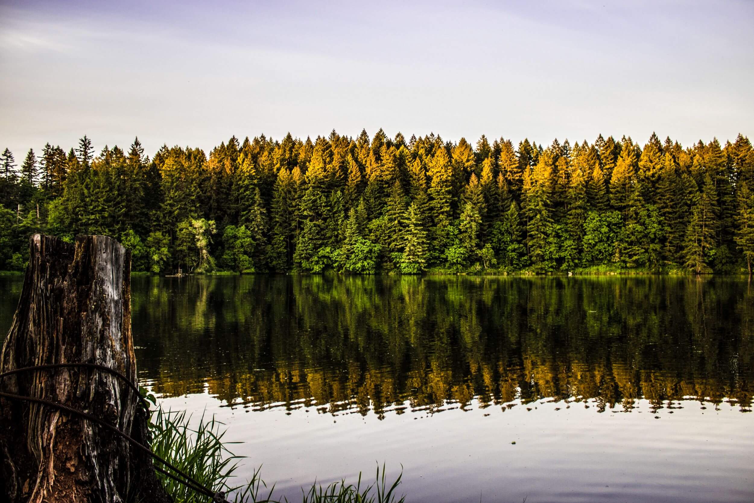 forest and lake