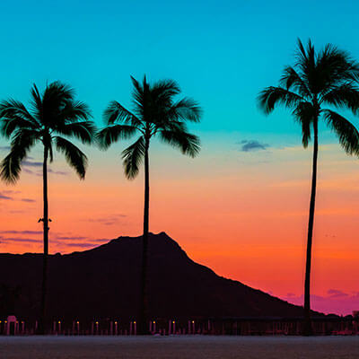 palm tree silhouette