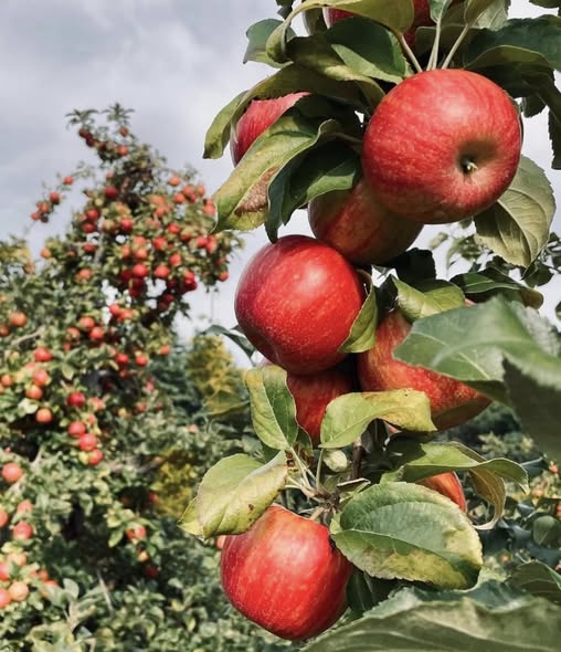 apples on a tree