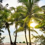 coconut-trees-beach