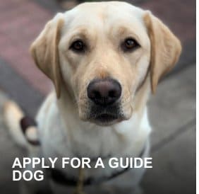 Destiny, a female yellow Labrador retriever guide dog, sits on the curb while in harness and looks up with big brown eyes.