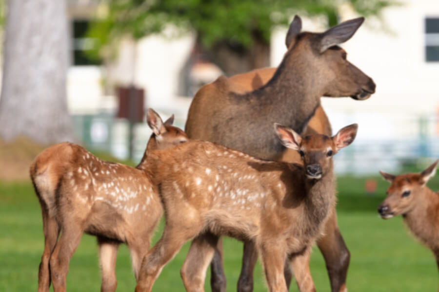 Real Estate & Relocation