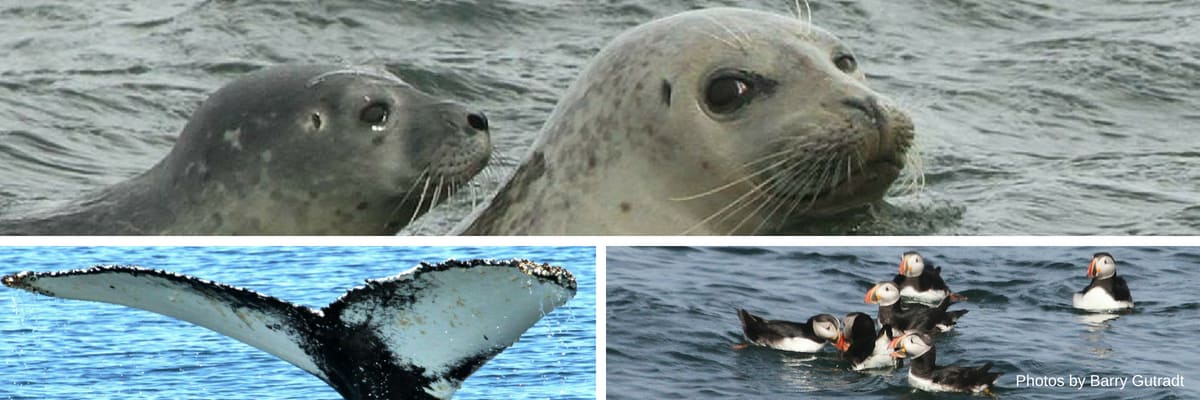 Wildlife in Bar Harbor